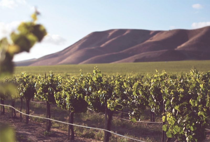 Winery